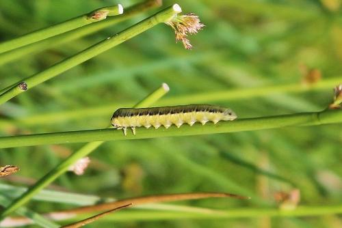 Réf. 263 419 : Dolerus sp.